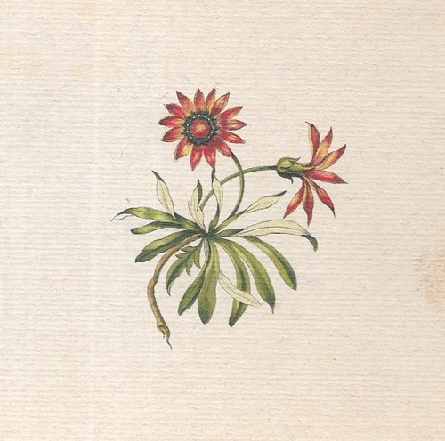 Hermann hesse ore - hermann, giardino