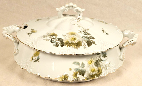 Terrina porcellana hermann - in,